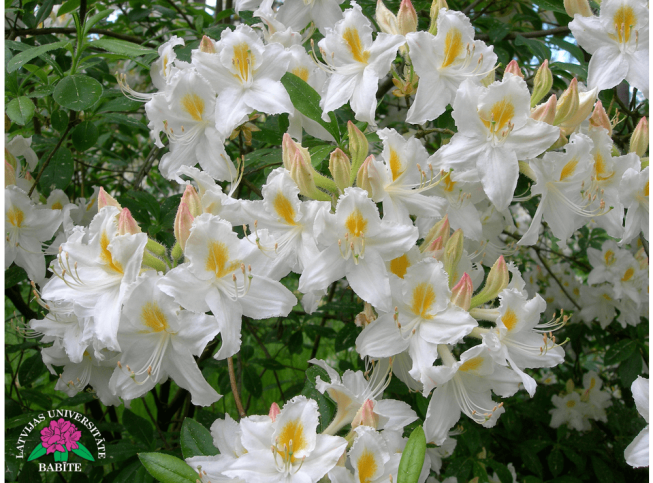 Rhododendron   'Babītes Astra'